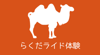らくだライド体験